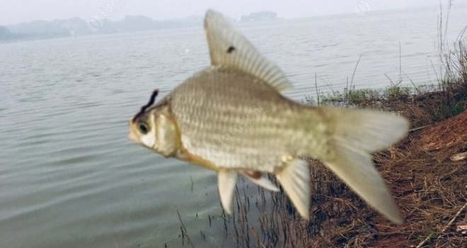 信念如炽，斜风细雨鏖战团头湖！